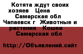 Котята ждут своих хозяев › Цена ­ 2 500 - Самарская обл., Чапаевск г. Животные и растения » Кошки   . Самарская обл.